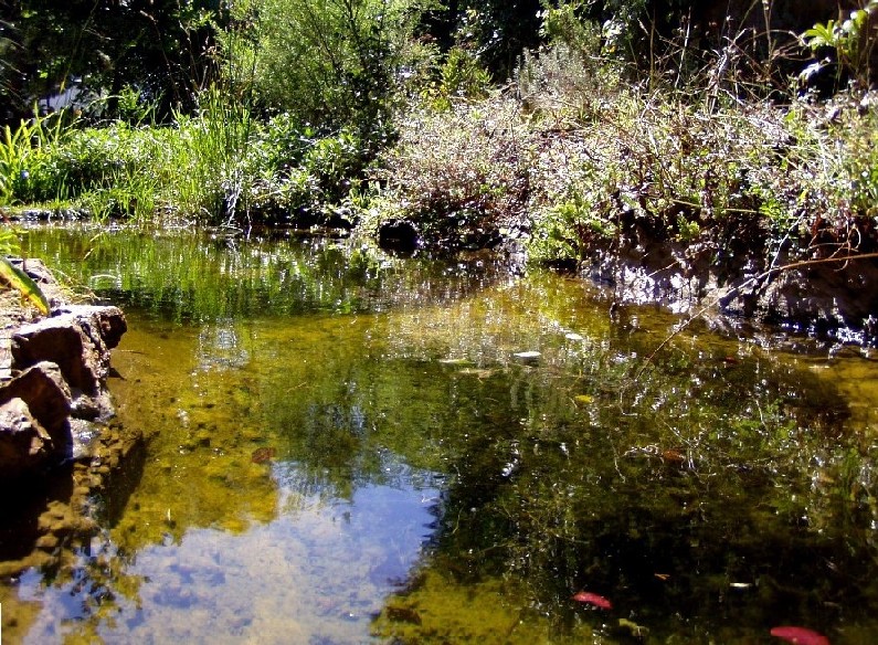 Il Laghetto del Centro di Entomologia - Piombino (LI)